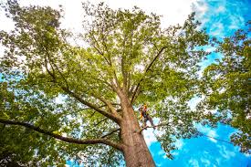 Professional  Tree Services in Jordan, MN